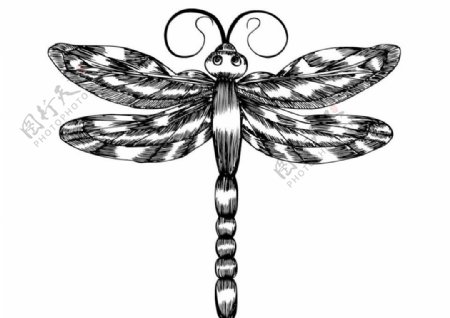 纹身蜻蜓