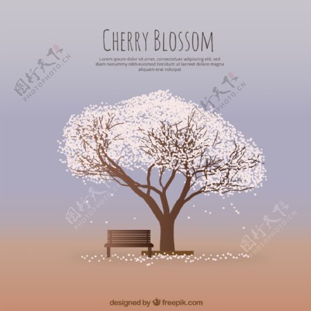美丽的樱花树和长凳背景