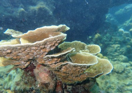 皮皮岛珊瑚
