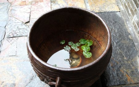 水缸睡莲