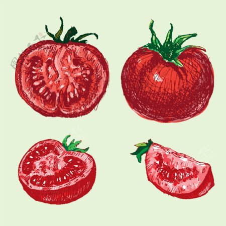 手绘番茄西红柿插图