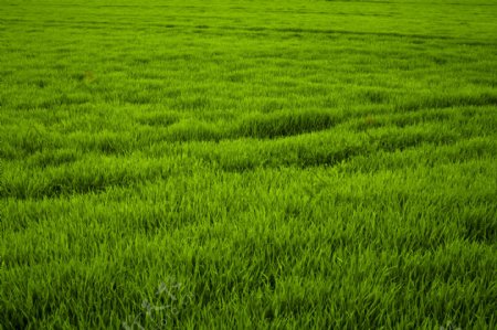 绿色稻田风光