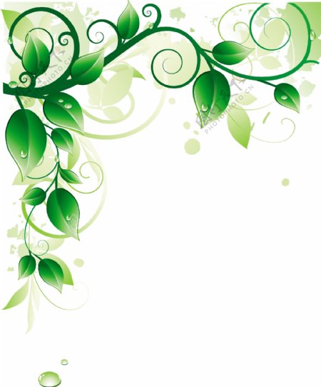 滴水的绿色藤蔓插画