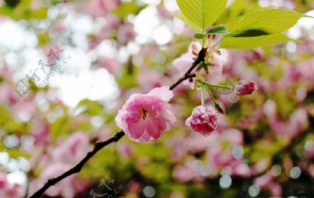 花春意