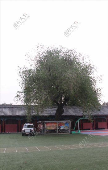 天安门国旗班营房外的柳树