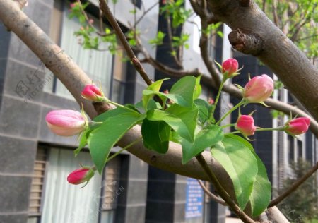 三月桃花蕾