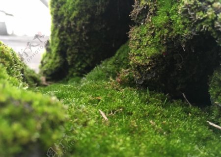 微拍苔藓