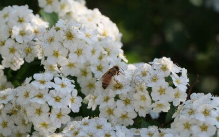 白花蜜蜂