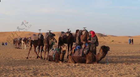 撒哈拉沙漠的驼队