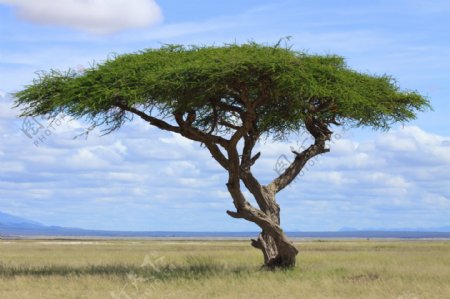 非洲大树