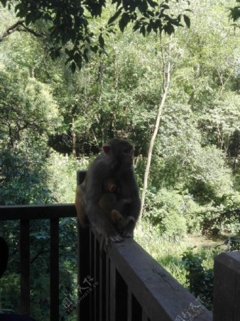 黔灵山公园的猴子