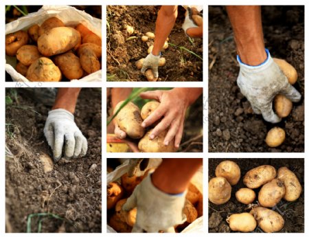 种土豆摄影图图片