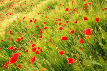 草丛中的红色小花自然风景图片