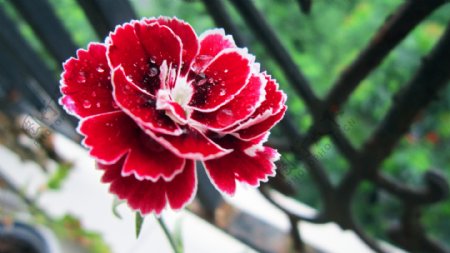 高清红色康乃馨花朵图片