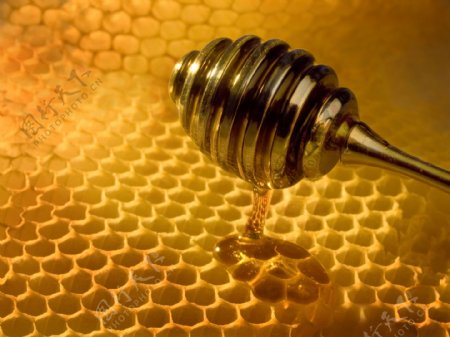 蜂房上的蜂蜜图片