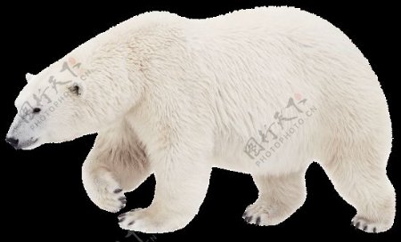 走路的白色北极熊免抠png透明图层素材