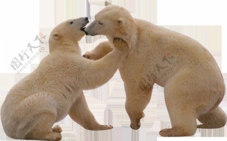 两只打闹的北极熊免抠png透明图层素材