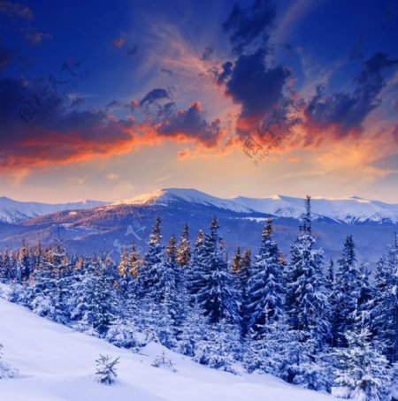 雪松雪山红烧云图片