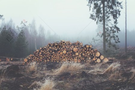 木材森林栈堆积木材倒下的树木树树干材料木材茎林业