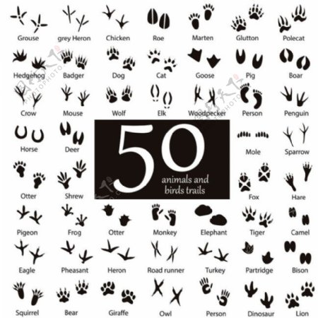 50款动物脚印图片