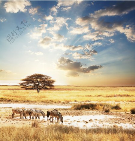 非洲草原上的斑马图片
