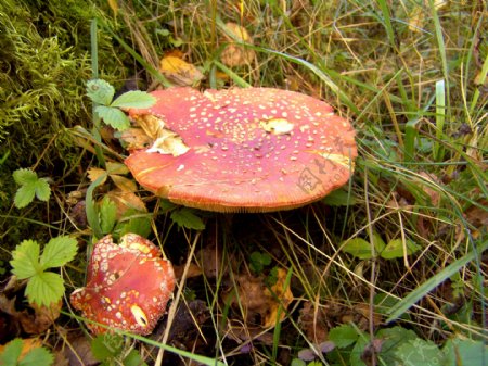 森林里的红蘑菇图片