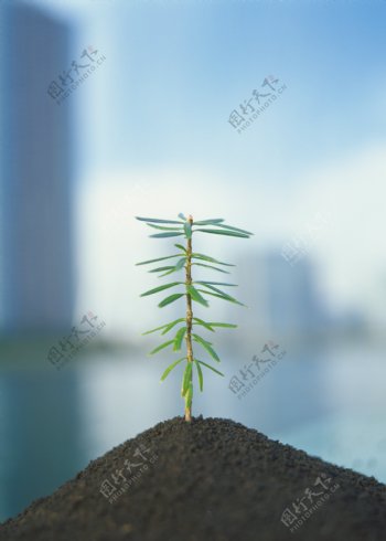 土壤与植物图片