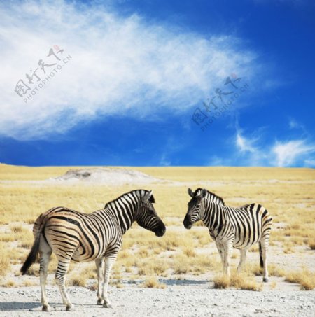非洲草原风景图片