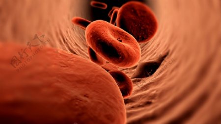 血管与红细胞流通