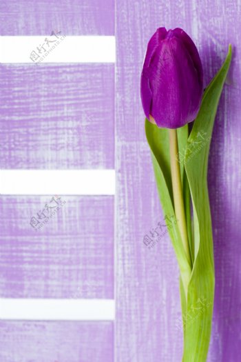 美丽花朵与木板背景图片