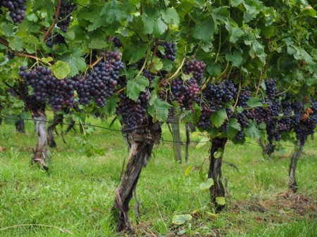 葡萄架上成熟的葡萄