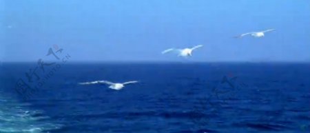 蓝蓝天空大海中自由飞翔海鸥陆地休息秀丽景色高清视频拍摄