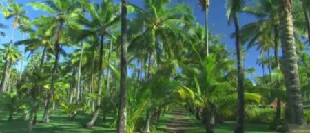 海边椰树林特写镜头高清实拍视频素材