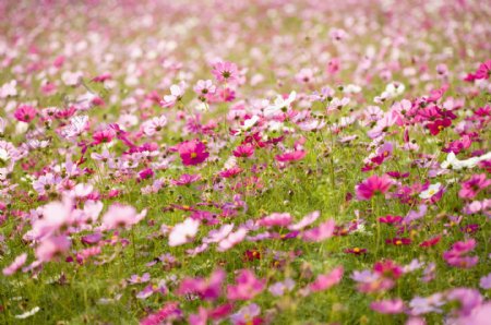 色彩绚丽的雏菊花花海图片图片