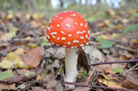 树林里的彩色蘑菇
