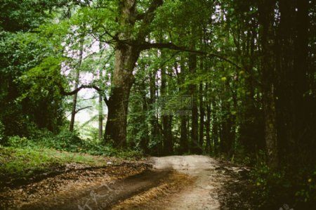 自然森林树木道路途径