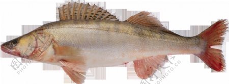 红色鳍鱼类图片免抠png透明图层素材