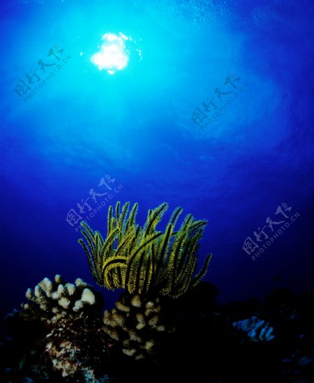 海底植物摄影图片图片