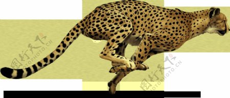 奔跑跳跃的豹子图片免抠png透明图层素材