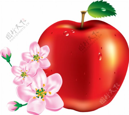 漂亮苹果和花图片免抠png透明图层素材