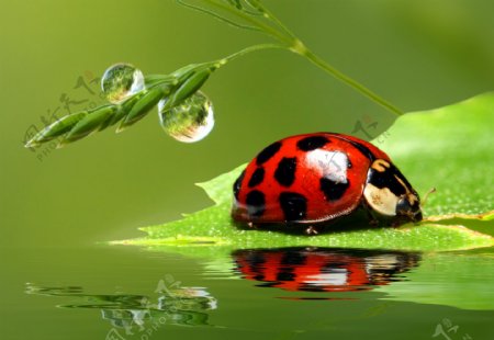 露珠瓢虫与水面倒影图片