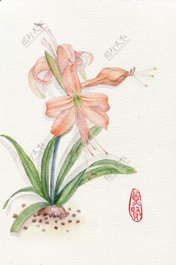 花朵插画手绘