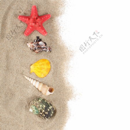 沙子贝壳背景图片