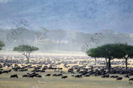 非洲野生动物牛群图片图片