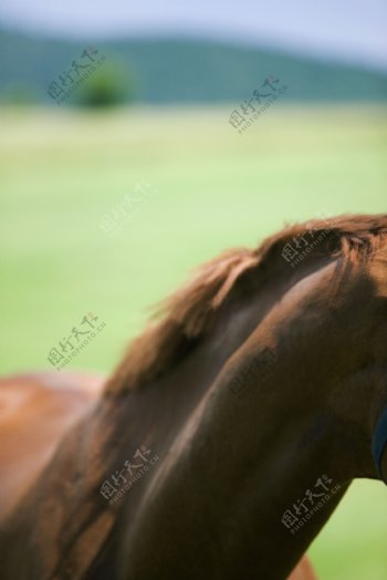 马脖子摄影图片