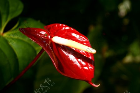 红掌鲜花花蕊图片