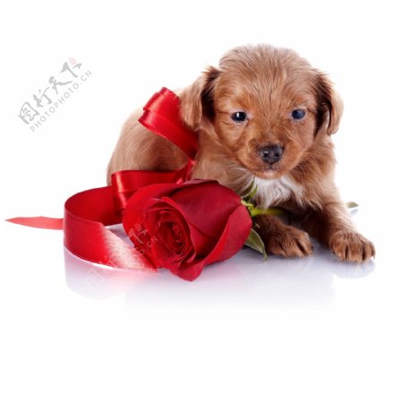 玫瑰花与小狗图片