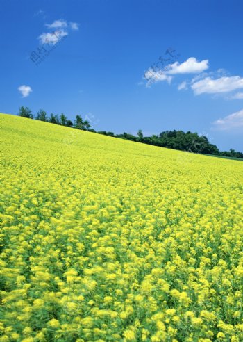 黄色油菜花图片