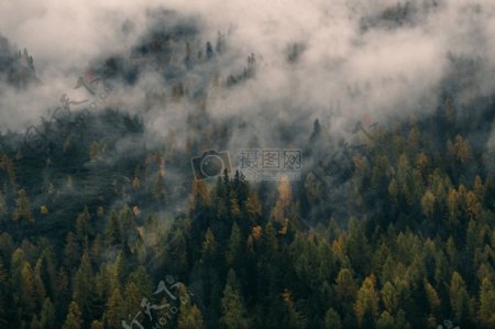 自然森林雾秋秋天针叶树皇室成员自由图像
