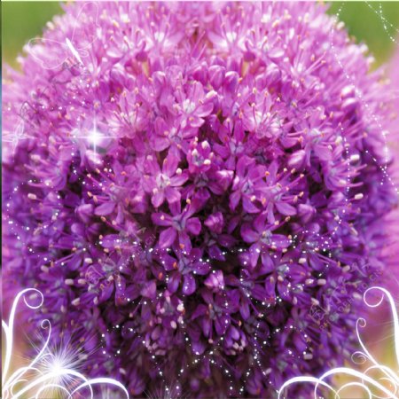 紫色球花装饰画